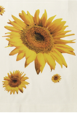 Direktsiebdruck 4c Rastermotiv Sonnenblume