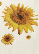 Direktsiebdruck 4c Rastermotiv Sonnenblume