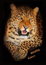 Echtfarbenseparation Beispiel Leopard